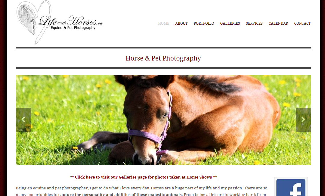 Life With Horses Photography
